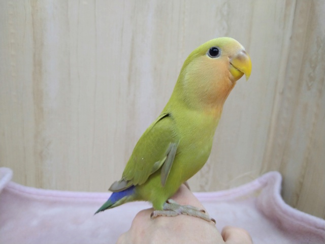 コザクラインコ（小桜インコ）