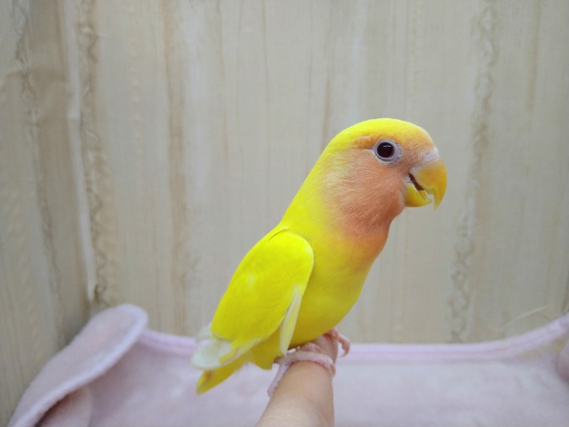 コザクラインコ（小桜インコ）