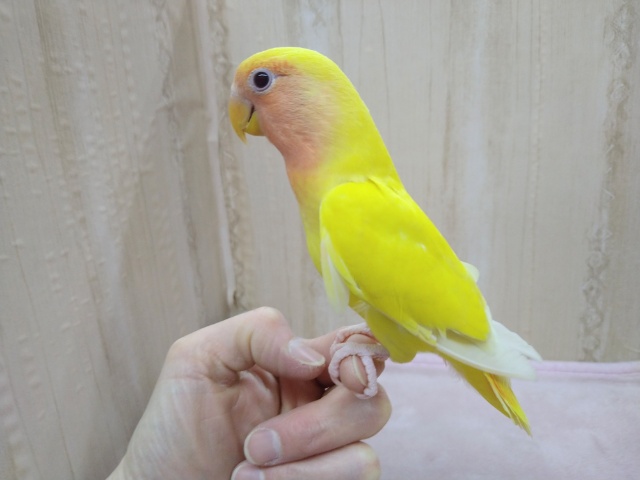 コザクラインコ（小桜インコ）