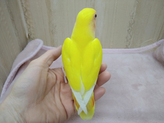 コザクラインコ（小桜インコ）