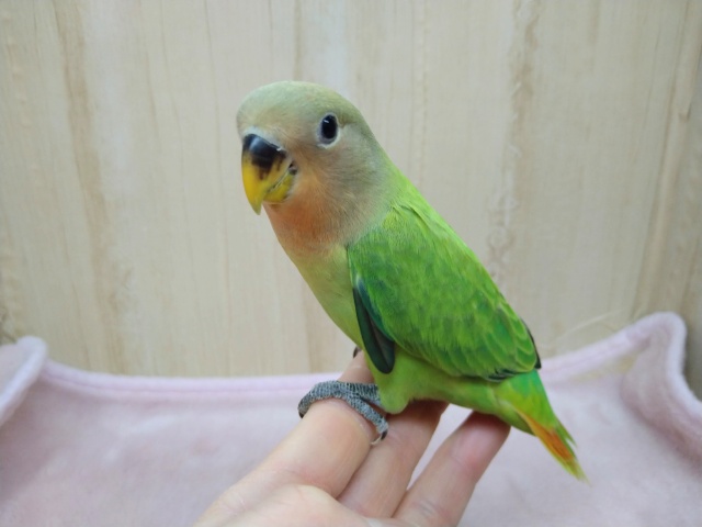 コザクラインコ（小桜インコ）