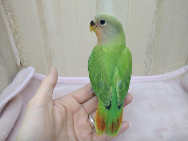 コザクラインコ（小桜インコ）
