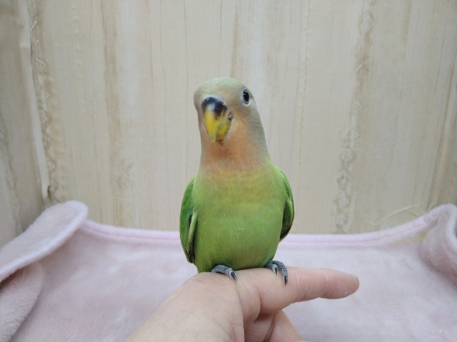 コザクラインコ（小桜インコ）
