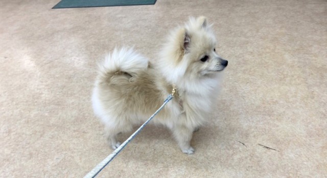 ポメラニアン