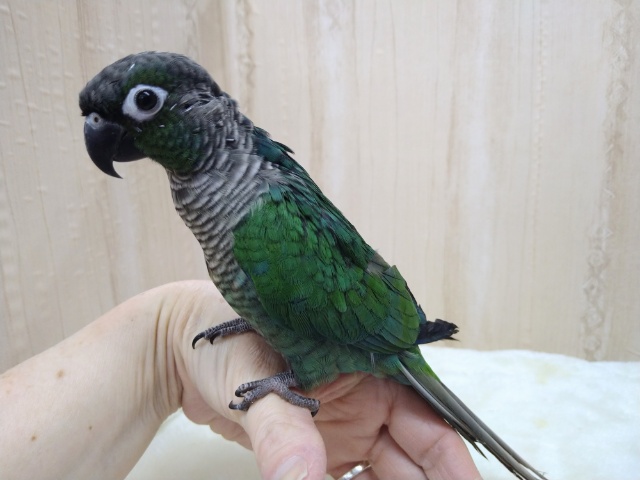 ホオミドリウロコインコ