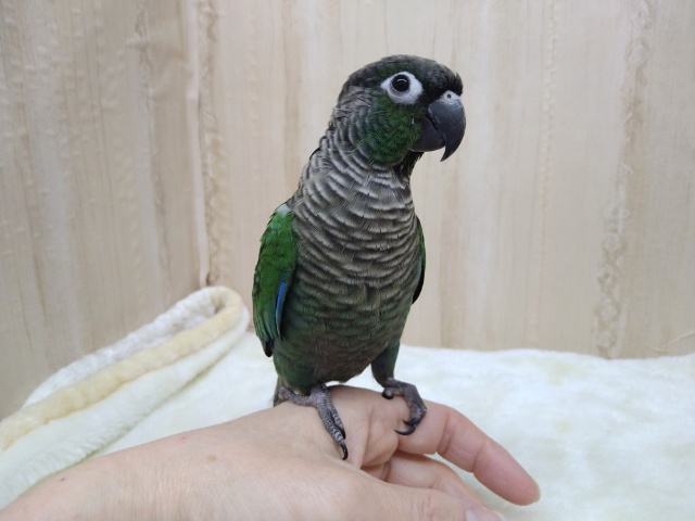 ホオミドリウロコインコ