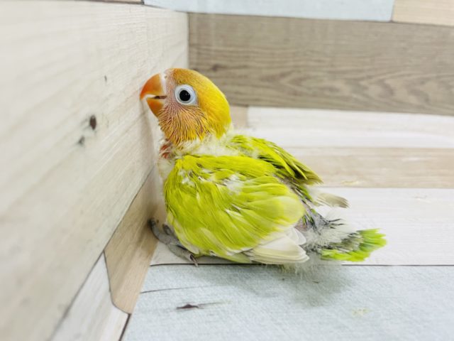 ヤマブキボタンインコ