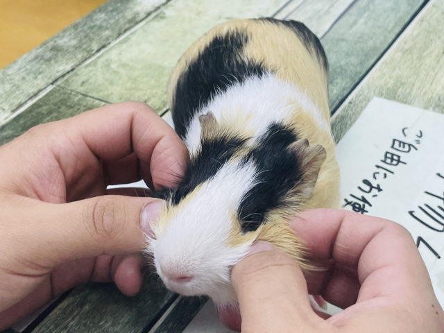 イングリッシュモルモット