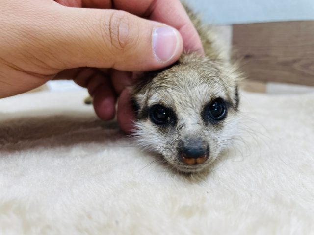 ミーアキャット