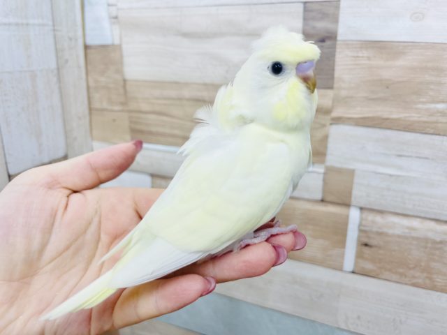 羽衣セキセイインコ