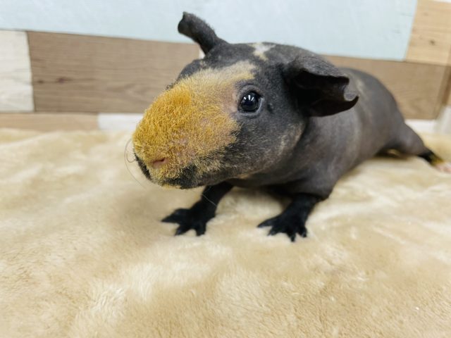 スキニーギニアピッグ