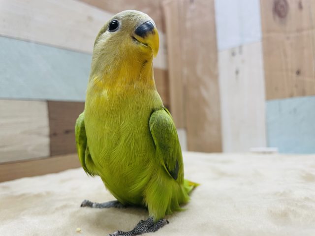 コザクラインコ（小桜インコ）