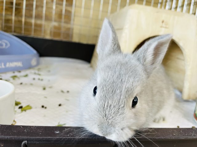 ネザーランドドワーフ