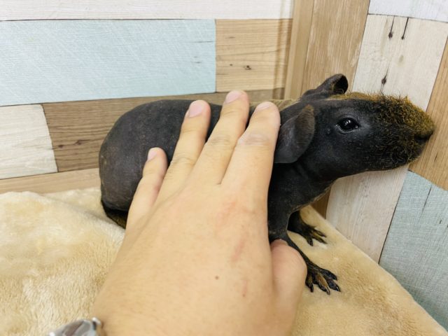 スキニーギニアピッグ