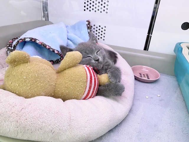 ブリティッシュショートヘア