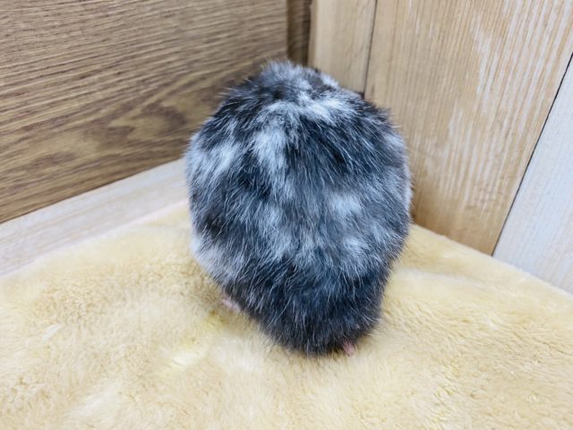 ゴールデンハムスター