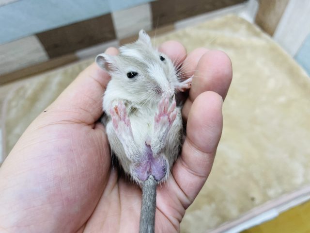 カラージャービル（スナネズミ）