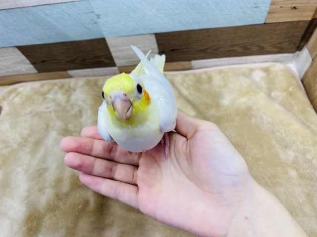 オカメインコ