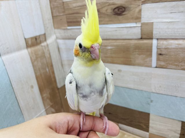オカメインコ