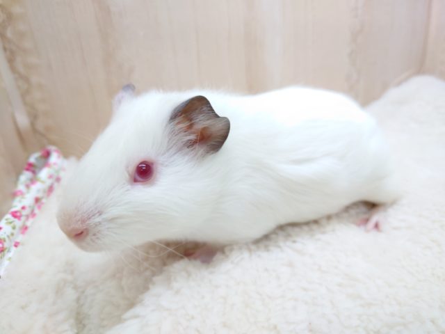 イングリッシュモルモット