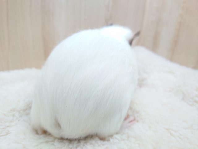 イングリッシュモルモット