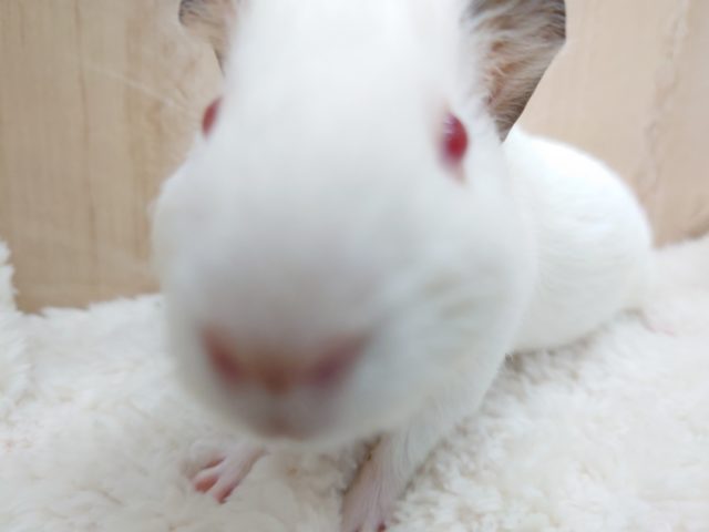 イングリッシュモルモット