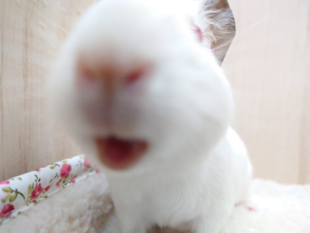 イングリッシュモルモット