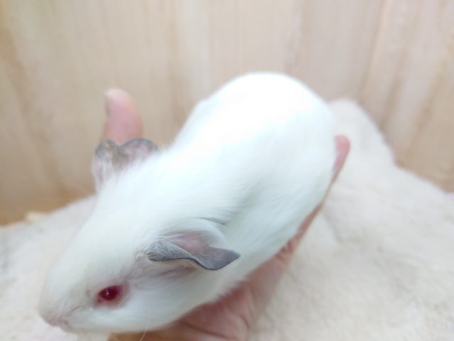 イングリッシュモルモット