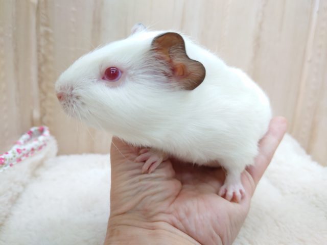 イングリッシュモルモット