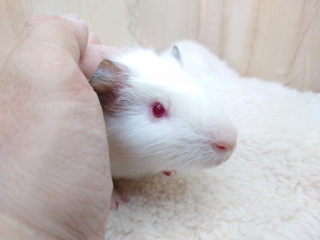 イングリッシュモルモット