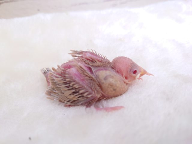 透明感ある赤い瞳☆ 無表情がツボっ シナモン文鳥~~ シナモン文鳥