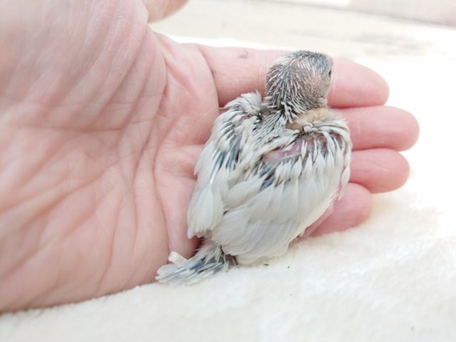シルバー文鳥