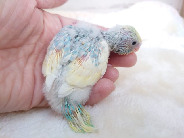 セキセイインコ