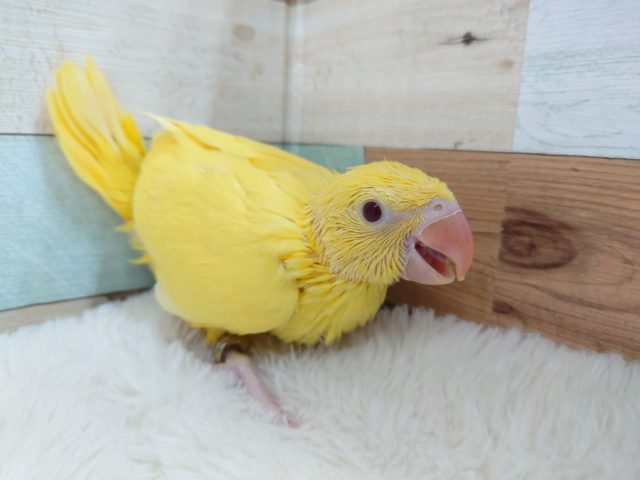 ワカケホンセイインコ
