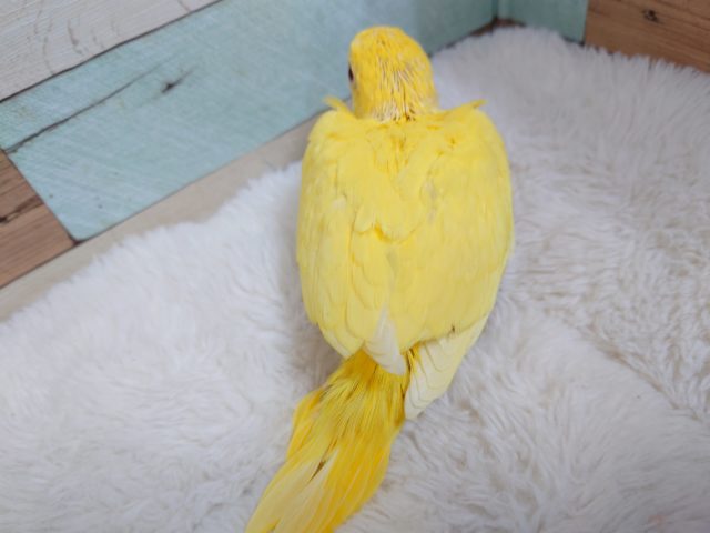 ワカケホンセイインコ