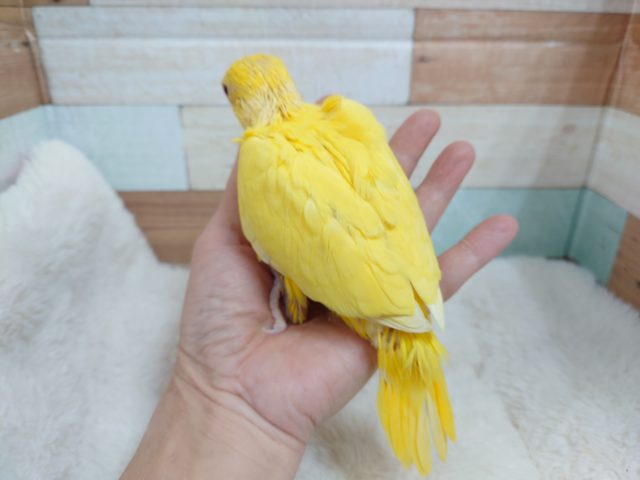 ワカケホンセイインコ