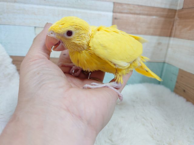 ワカケホンセイインコ