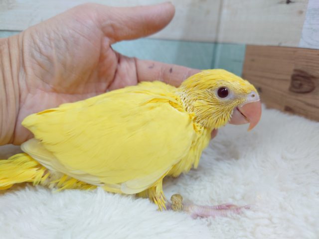 ワカケホンセイインコ