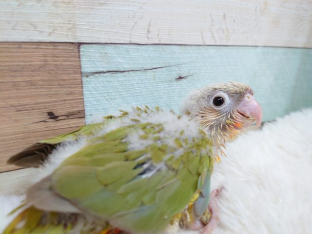 ホオミドリウロコインコ