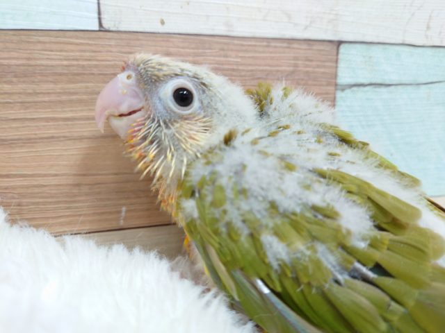 ホオミドリウロコインコ