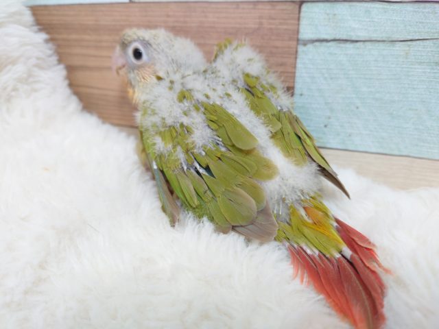 ホオミドリウロコインコ