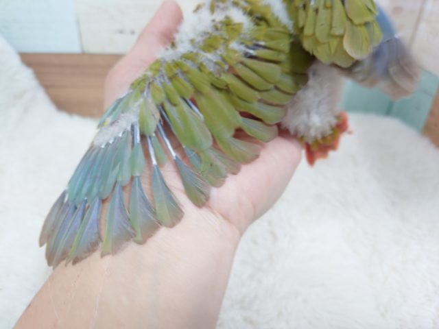 ホオミドリウロコインコ