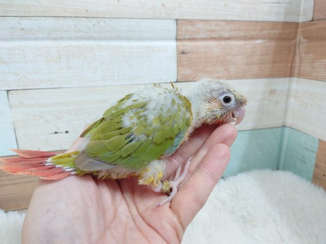 ホオミドリウロコインコ