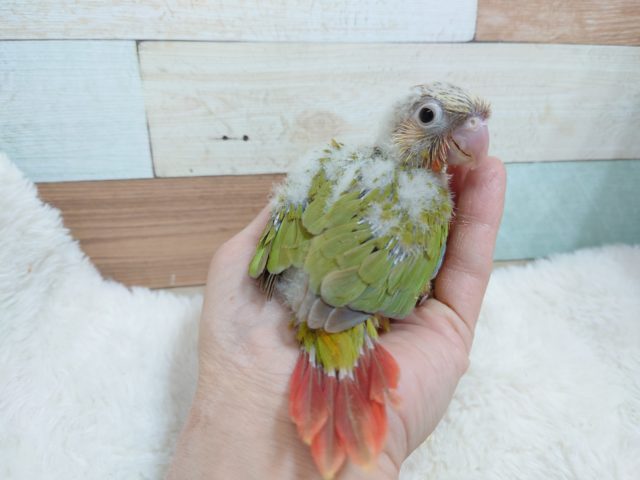 ホオミドリウロコインコ
