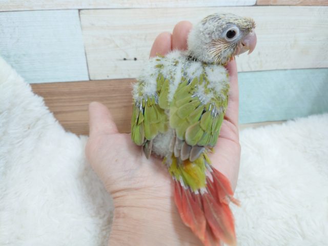 ホオミドリウロコインコ
