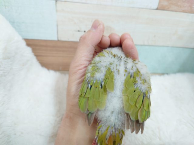 ホオミドリウロコインコ