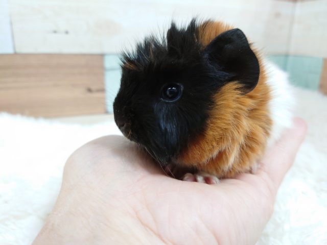 アビシニアンモルモット