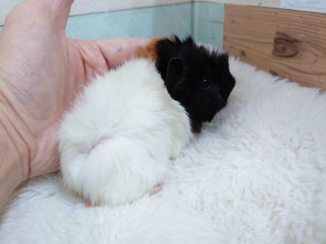 アビシニアンモルモット