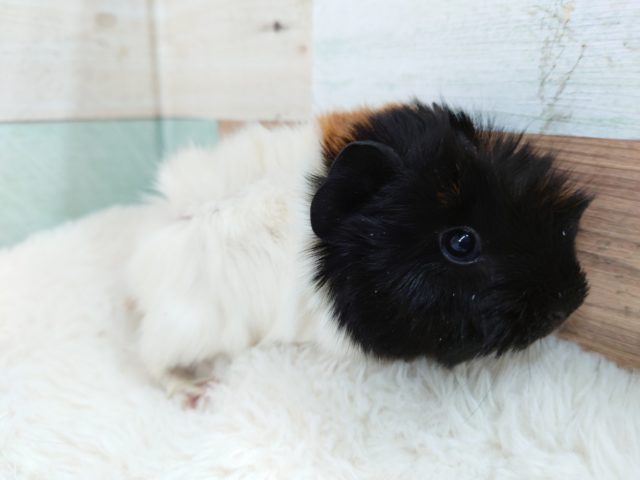 アビシニアンモルモット