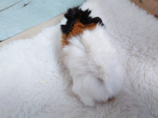 アビシニアンモルモット